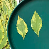 Dried Pressed leaf,dry leaf,Natural dried leaves 10PCS Dried Flower