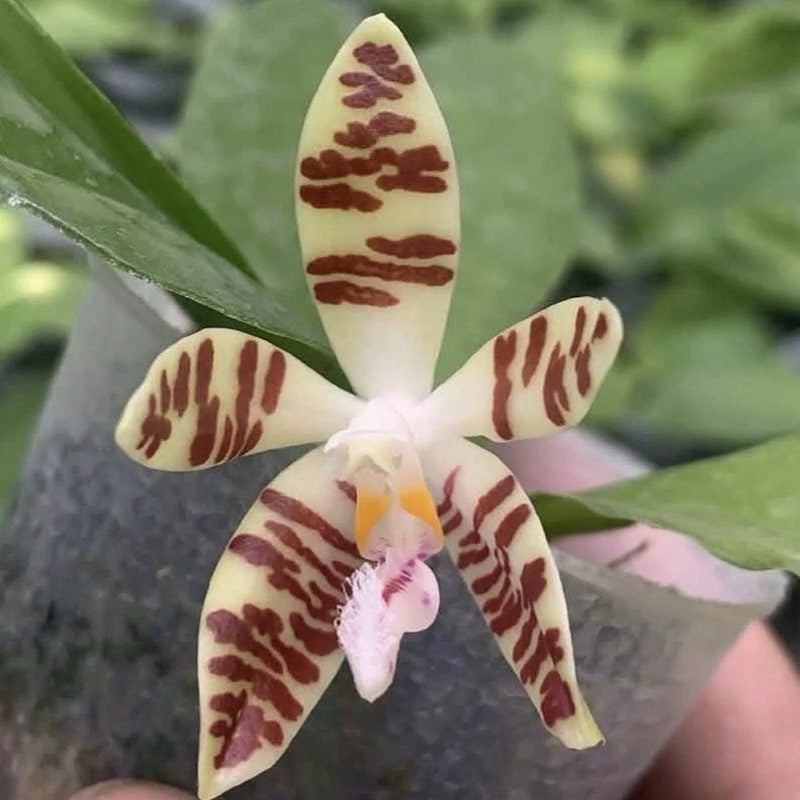 Phalaenopsis sumatrana orchid bloom with cream petals and maroon spots, pink center lip