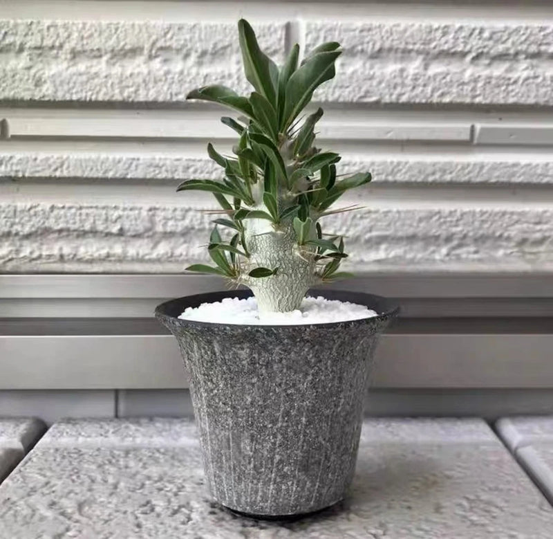 RareSucculent Cactus Plant Pachypodium Baronii Windsorii  Garden Decor Boutique Garden Plants