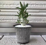 RareSucculent Cactus Plant Pachypodium Baronii Windsorii  Garden Decor Boutique Garden Plants