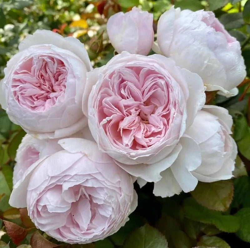 Pink Earth Angela Floribund Rose Seeds  - Pack 30 Seeds - Rose Flower Gardening Garden Plants