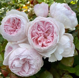 Pink Earth Angela Floribund Rose Seeds  - Pack 30 Seeds - Rose Flower Gardening Garden Plants