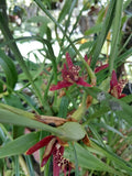 Maxillaria tenuifolia Ð Coconut Orchid Ð Fragrant Red Blooms Ð Easy to Grow Orchids