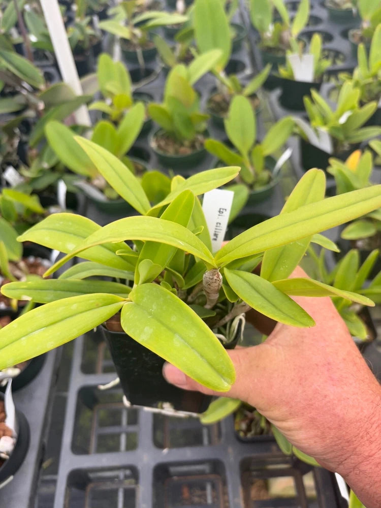 Epidendrum ciliare orchid plant with bright green, strap-like leaves
