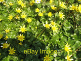 Photo 6x4 Spring flowers Lesser celandines [Ranunculus ficaria] and a dai c2007 Ranunculus