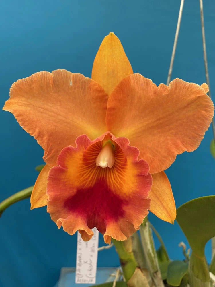 Orange and red orchid flower in a pot