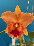 Rlc (Spanish Eyes X Lakeland) X Cattleya velutina Fragrant Orchid Hybrid 4Ó Pot Orchids