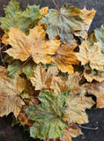 Dried Maple Tree Leaves Dried Flower