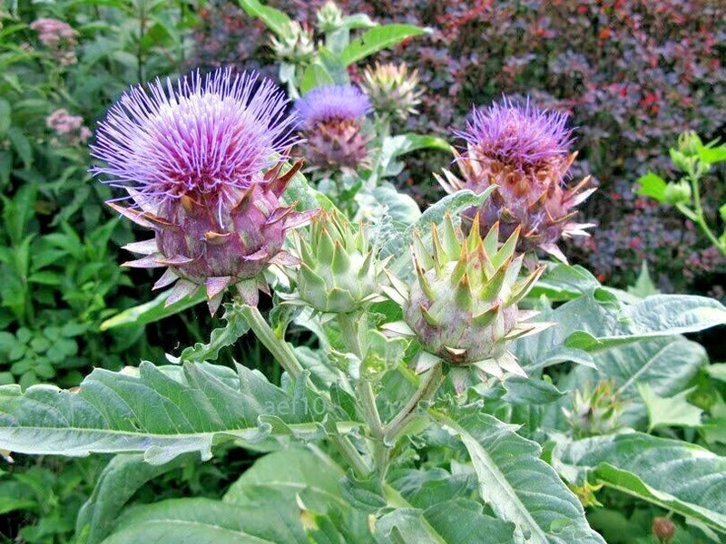 20 CARDOON SEEDS ( Cynara cardunculus ) Garden Plants