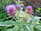 20 CARDOON SEEDS ( Cynara cardunculus ) Garden Plants