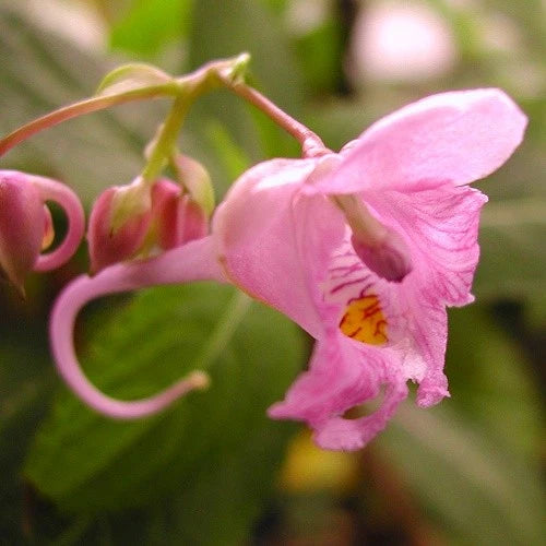 Pink impatiens flower with curled petals and yellow throat detail