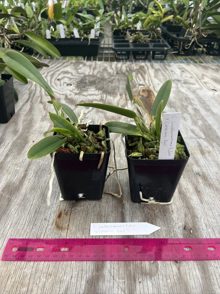 Potted orchid plants with green leaves in black plastic pots