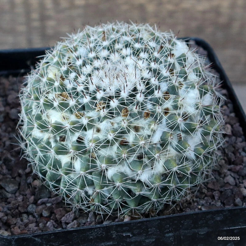Potted cactus plant with round green body and dense white spines