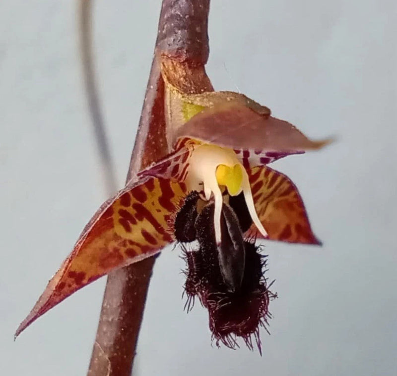 Red-brown and yellow spotted orchid flower with dark dangling labellum