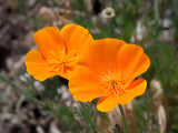 1000 California Poppy Seeds Eschscholzia californica Stunning Orange Wildflower Garden Plants