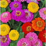 Zinnia Lilliput Flower Bulk Seed Mix | Non-GMO | Heirloom | Fresh Garden Seeds Peony