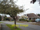 Photo 6x4 Pampas grass Chichester This fluffy Pampas grass near Chicheste c2007 Pampas Grass