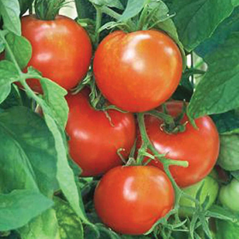50 NEW YORKER TOMATO SEEDS FRESH HARVEST FOR GARDENS Garden Plants