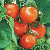 50 NEW YORKER TOMATO SEEDS FRESH HARVEST FOR GARDENS Garden Plants