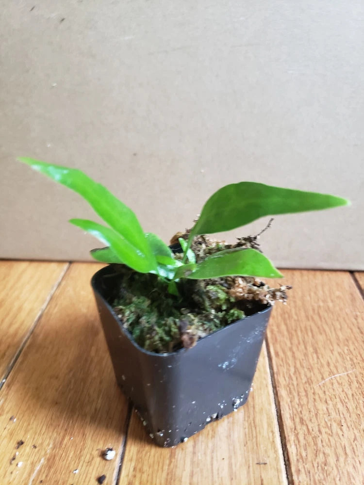 Microsorum Plant Orchids