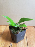 Microsorum Plant Orchids