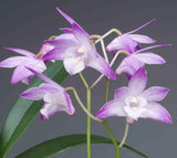 Dendrobium__KINGIANUM__species Light Pink Orchids