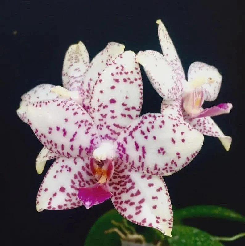 Speckled white and purple orchid flowers with five petals