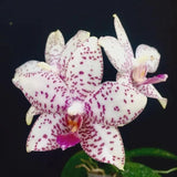 In spike! Phal. Brother Prince 'Hai Tony', pretty pattern, classic variety Orchids