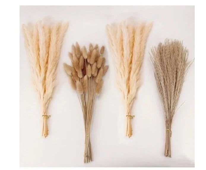 Natural Dried Pampas Grass Decor, Beige Pampas Grass, Bunny Tails Dried Flowers Pampas Grass