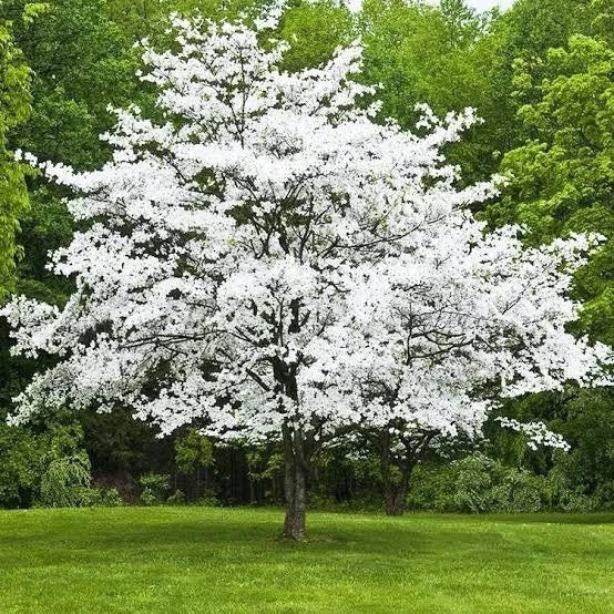 White Dogwood Tree 2ft Tall Now Live Flowering Tree Flowering Plants