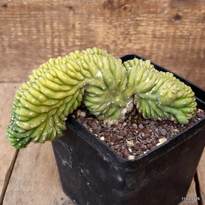 Crested green cactus plant in black square pot with spiny ridges and soil