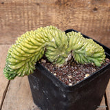 A8237 CEREUS PACHA. CRESTED pot14-H11-W21 cm MaMa Cactus Green Plant