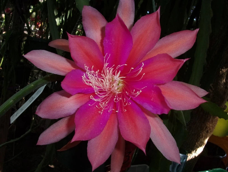 Epiphyllum 'ROYAL ROSE' orchid flower with pink and magenta petals and white stamens