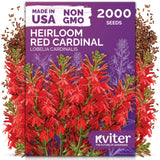 KVITER 2000 Red Cardinal Flower Seeds (Lobelia cardinalis) Ð Lobelia Garden Plants