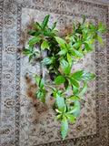 Night Blooming Jasmine Cestrum nocturnum 4 Well-Rooted Live Plants 12 to 18" Flowering Plants