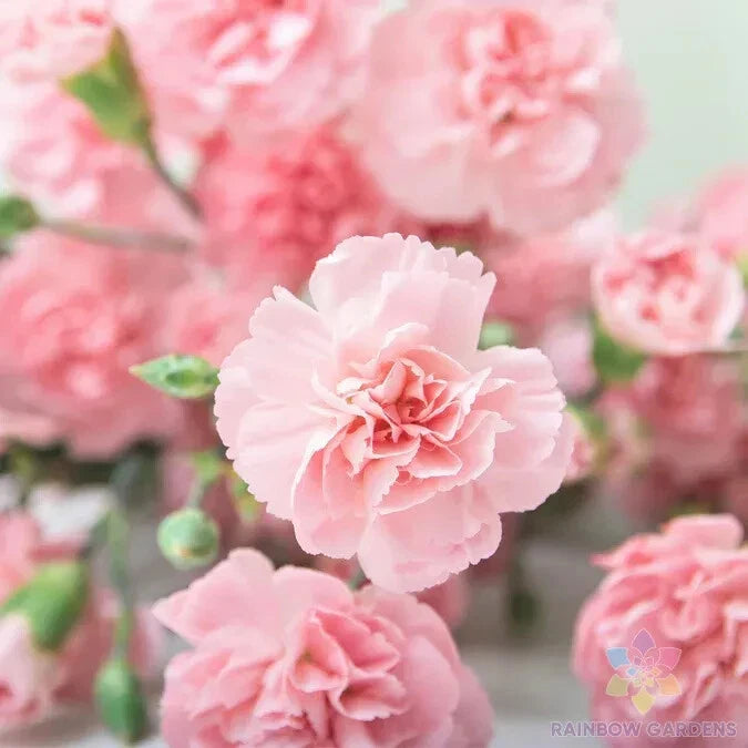 200+ La France Carnation Seeds for Garden Planting - USA - FREE SHIPPING! Garden Plants