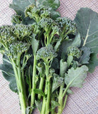 Green Calabrese Broccoli ORGANIC NON-GMO open pollinated garden planting! Garden Plants