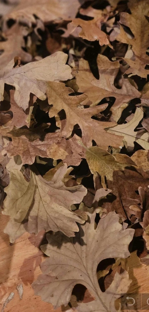 Dried Bur Oak Tree Leaves for crafting Dried Flower