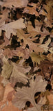 Dried Bur Oak Tree Leaves for crafting Dried Flower