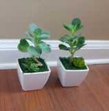 2 Mini Desert Grass Potted Artificial succulent With Pot Green Plant
