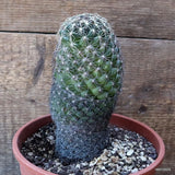 D5376 CORYPHANTHA PALMERI X PECTINATA pot17-H17-W8 cm MaMa Cactus Green Plant