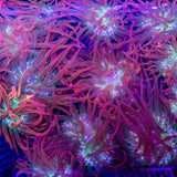 2-3" Aquacultured Rainbow Bubble Tip Anemone Anemone