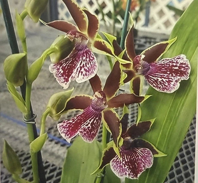 Orchid Plant pot gptmArlene Amour  1 rooted bulb Orchids
