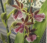 Orchid Plant pot gptmArlene Amour  1 rooted bulb Orchids