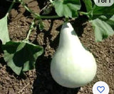 __ 25+ Martin Birdhouse Gourd Seeds  Garden HEIRLOOM Organic NON-GMO  2023 Garden Plants