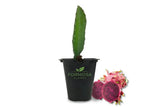 Edgar's Baby Dragon Fruit - 1 Live Plant in a 2 Inch Pot - Hylocereus undatus Green Plant