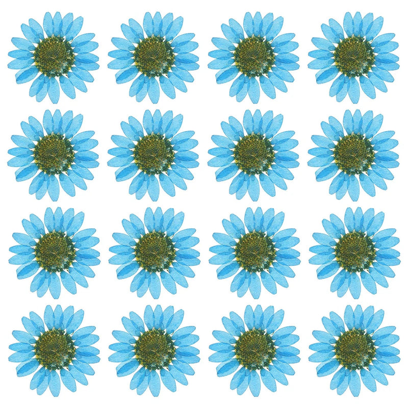 48 Pcs Dried Pressed Flower Natural Dried Daisy Flower,Sapphire Blue Daisies