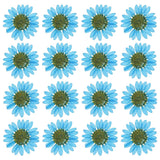 48 Pcs Dried Pressed Flower Natural Dried Daisy Flower,Sapphire Blue Daisies