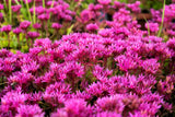 50 PURPLE CARPET SEDUM Spurium Coccineum Groundcover Flower Seeds *Comb S/H Garden Plants