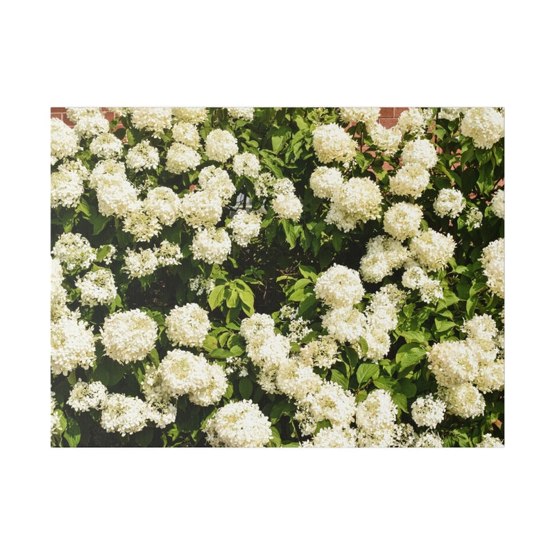 Framed Flower Wall Art Ð White Hydrangeas Canvas Photography, 24x18 Home Decor Hydrangea
